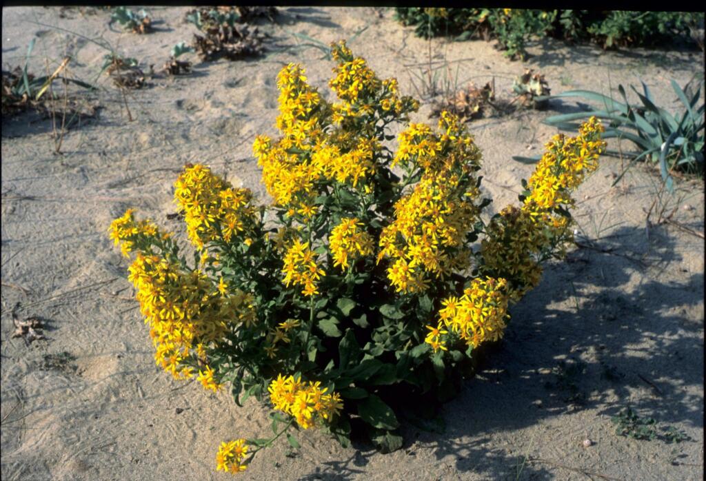 L'Oasi WWF Dune di Forte dei Marmi - La signora del bello