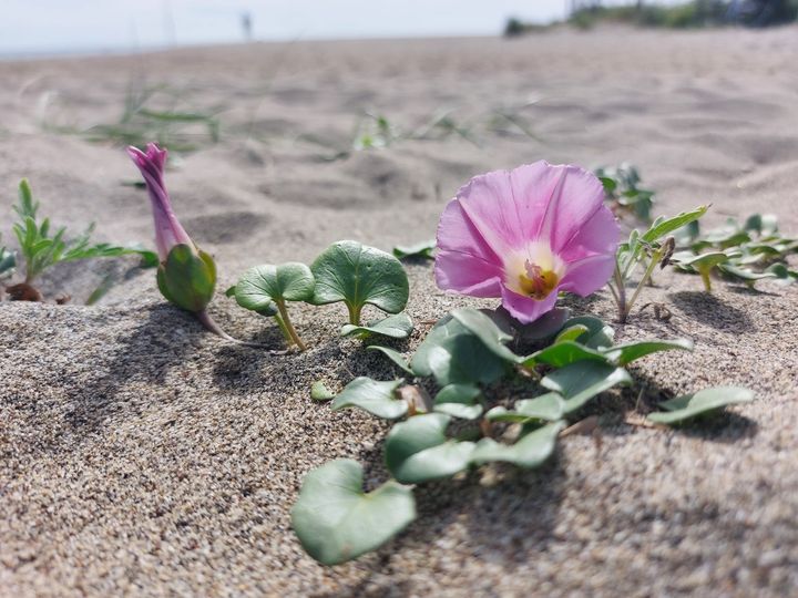 L'Oasi WWF Dune di Forte dei Marmi - La signora del bello